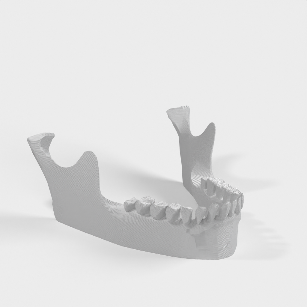 Jaw iPad-stativ: Human Jaw Model och iPad-hållare