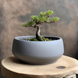 Modern rund bonsai-kruka för hemmet