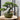 Rund minimalistisk bonsai potte til små planter