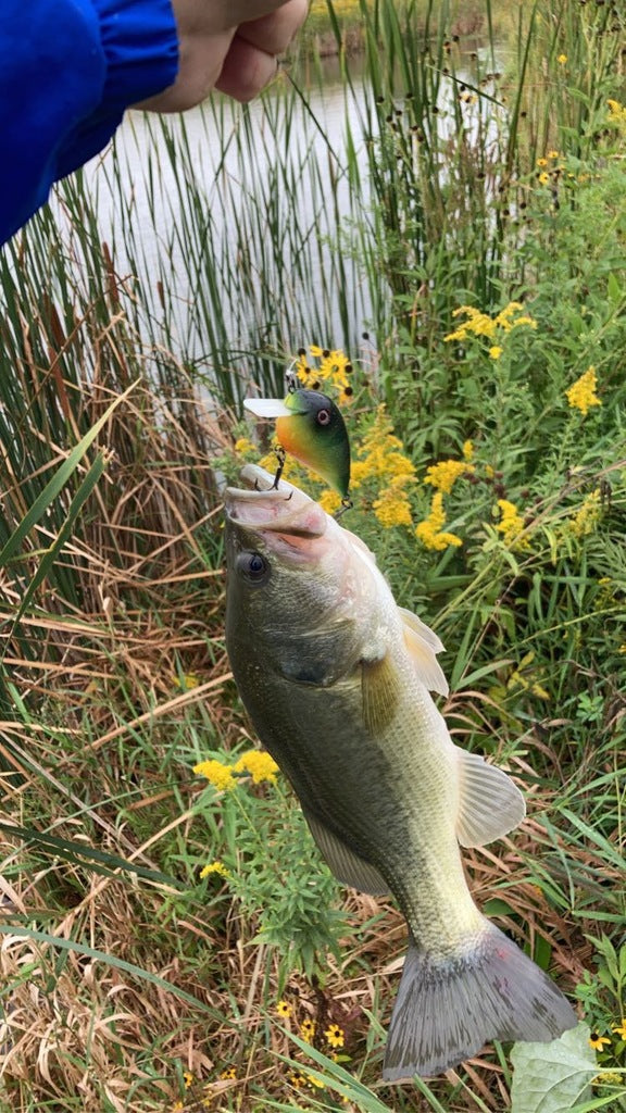 Fiskekrabbbete - Effektivt fiskedrag för din nästa fisketur